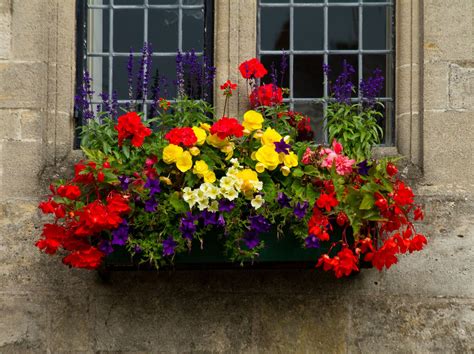 Ideally your window box will be right outside your kitchen window and easily accessible to you when you want a snip of herbs. Window Box | Window box flowers, Window box plants ...