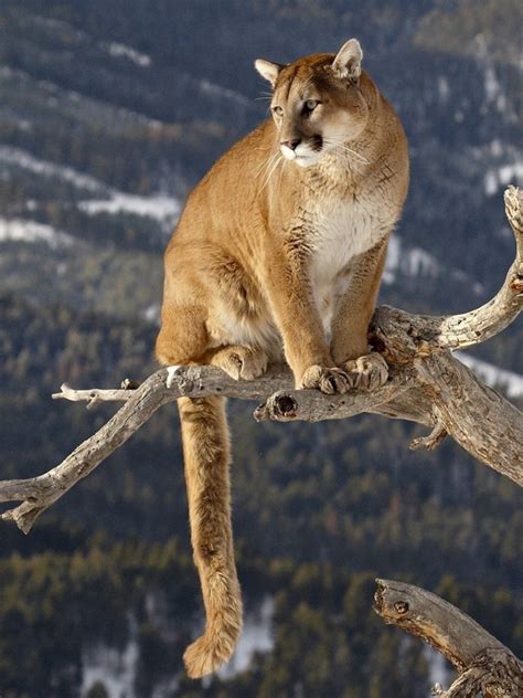 Free Download 161 Cougar Hd Wallpapers Background Images 1920x1080