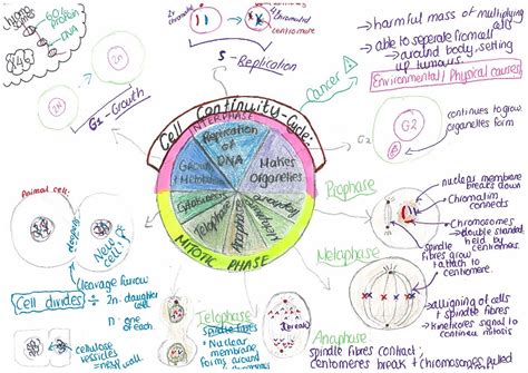 Concept Map Of The Cell Cycle World Map