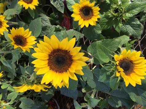 I found them here on tumblr or all over the internet. Sunflowers are the happiest of flowers