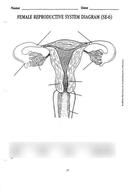 Female Reproductive System Labeling Diagram Quizlet