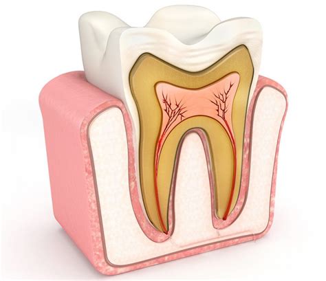 What Is The Purpose Of Wisdom Teeth Boston Dentist Congress Dental
