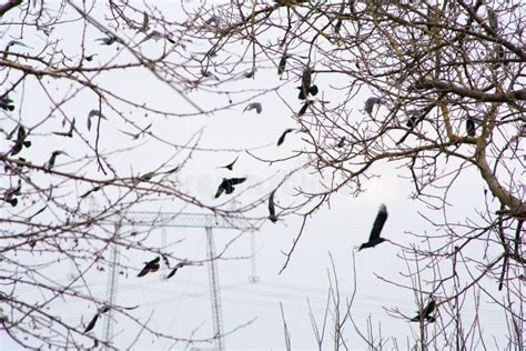 Many Ravens Winter In The Midst Of Fields And Trees Stock Photo Image