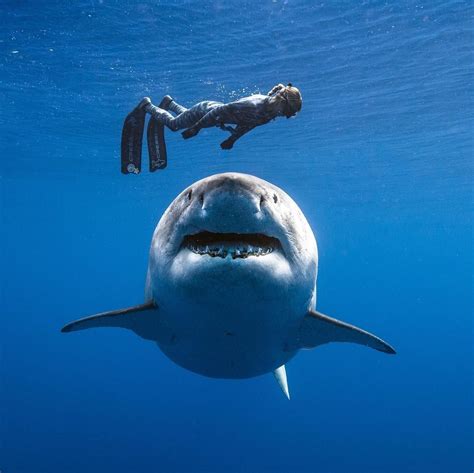 19 real life moments we thought we could only see in movies great white shark big shark