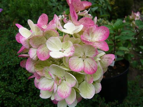 This collection gives you 4 detailed hydrangeas. Hydrangea paniculata 'Pink Diamond'