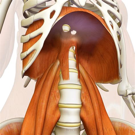 Diaphragmatic Belly Breathing Omstars
