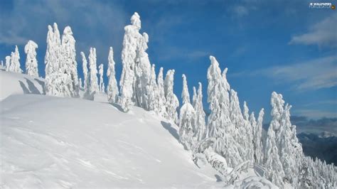 Drifts Frost Coniferous Snow Forest For Desktop Wallpapers 1920x1080