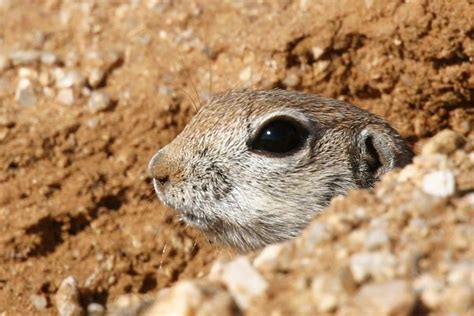 Photograph Of Photo Of Image Of Round Tailed Ground Squirrel