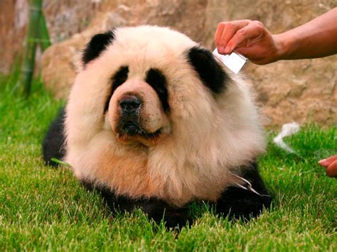 63 Panda Puppies Chow Chow L2sanpiero