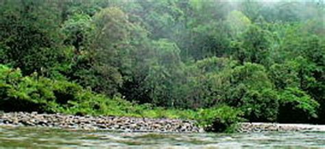 About batang ai national park. Sarawak: Batang Ai National Park | EndemicGuides