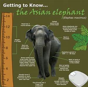 Asian Elephant Asian Elephant Elephant Facts Asian Elephant Facts