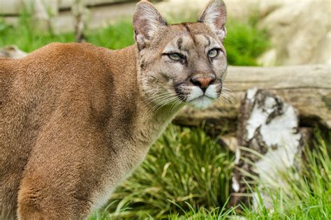 Cougar Hd Wallpaper Background Image 2048x1365