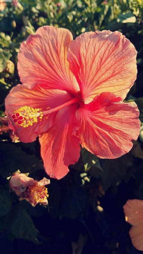 Pin On Hibiscus Varieties