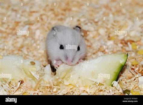 Djungarian Hamster Phodopus Sungorus White 2 Weeks Eats Cucumber