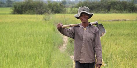 Strengthening Farmer Resilience In Cambodias Rice Paddies Global