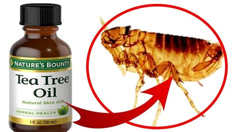 The leaves of the tea tree have been used by the aboriginal. How To Use TEA TREE OIL To Treat FLEAS On Cats & Dogs ...