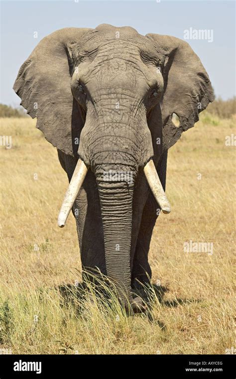Elephant Nose Front Hi Res Stock Photography And Images Alamy