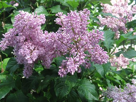 Sherrys Place Lilac Bush In Full Bloom