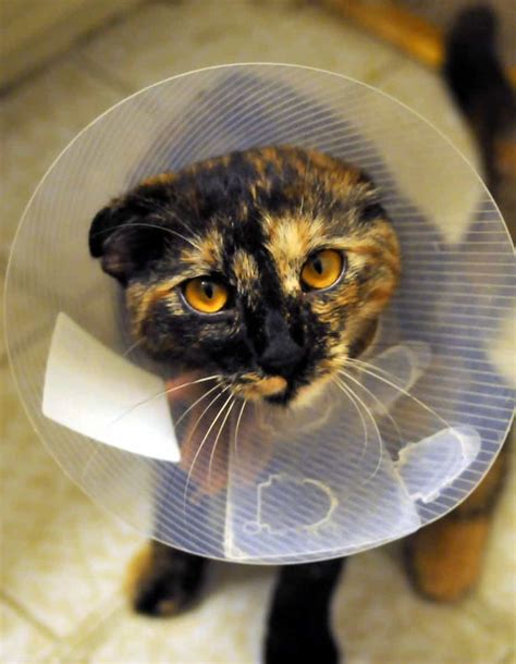 Prior to surgery, the cat is stabilized with iv fluids if she has been vomiting and is dehydrated. How Many Years Do Cat Live? - A Cat Breeds Blog