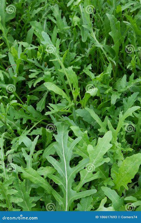 Rocket Salad Plant Leaves Growing In Garden Also Known As Eruca Sativa