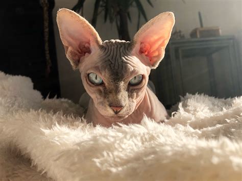 Indigo The Sphynx Fluffyandnudie Instagram Page 🤩 ️🥰 Cat With Blue