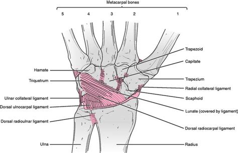 Measurement Of Range Of Motion Of The Wrist And Hand Musculoskeletal Key