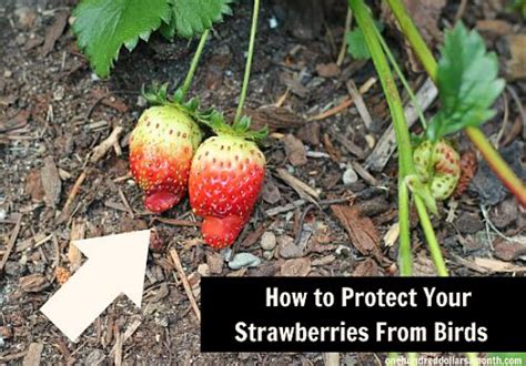 Bird exclusion netting, nets for aviary purposes, and netting for retention pond bird deterrent uses are available. How to Protect Your Strawberries From Birds - One Hundred ...