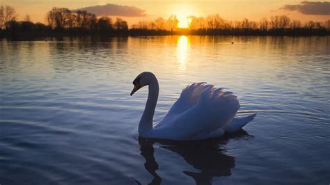 Swan On The Lake At Sunset Wallpaper