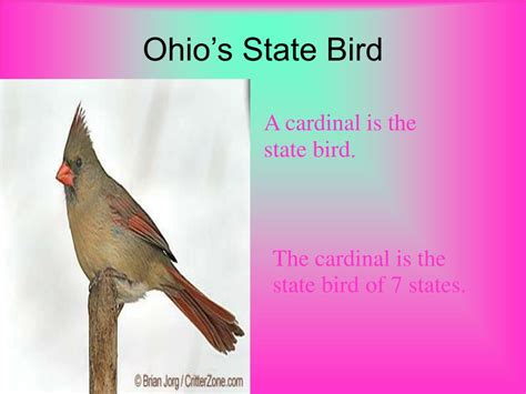 Ppt Symbols Of The State Of Ohio Powerpoint Presentation Free