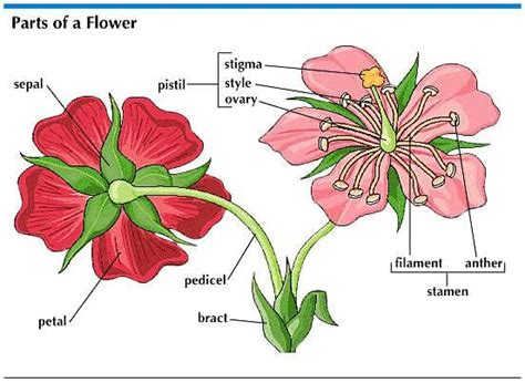 Sepal Flower Part