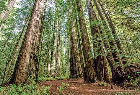 The Pine Forest Contains The Tallest And Largest Pine Trees In The World