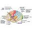 Detailed Brain Lobes 7  Download Scientific Diagram