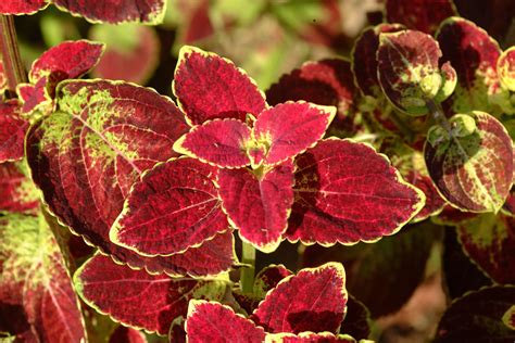 ‘sun Coleus Shine In The Landscape