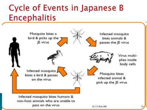 Japanese B Encephalitis Virus Liberal Dictionary