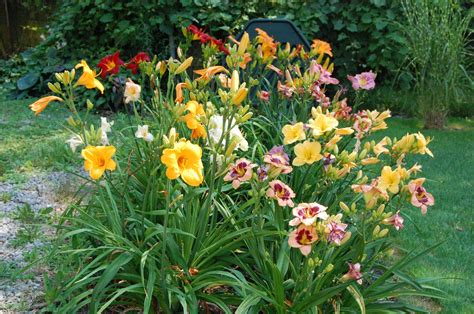 Daylilles Are One Of The Easiest Perennials To Grow As Well As