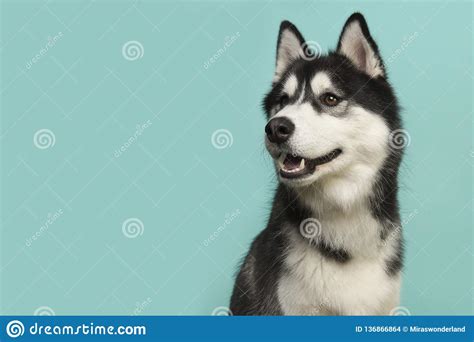 Portrait Of A Siberian Husky Looking To The Left On A Blue Background
