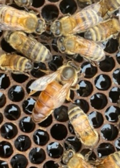 Russian Honey Bee Ubicaciondepersonascdmxgobmx
