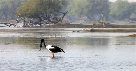 Bharatpur Bird Sanctuary Keoladeo Ghana National Park