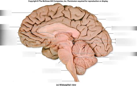 Midsagittal Brain Diagram Quizlet