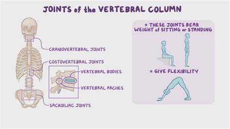 Joints Of The Vertebral Column Osmosis