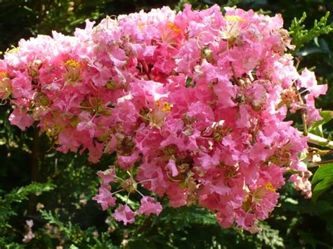 Spring flowering trees pink flowers blush garden plants garten rouge lawn and garden gardens. identification - What is this pink/lavender flowering ...