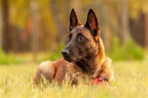Belgian Malinois Info Personality Facts And More Great Pet Care