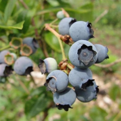 Bluecrop Blueberry Bush Fruiting Blueberry Plants For Sale