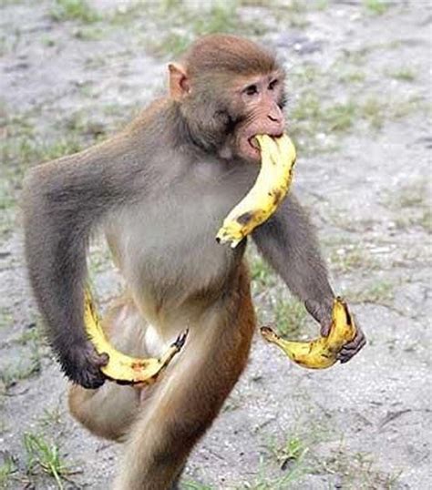 Crazy Animal Pictures Funny Monkeys