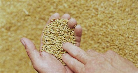how to ferment grains our everyday life