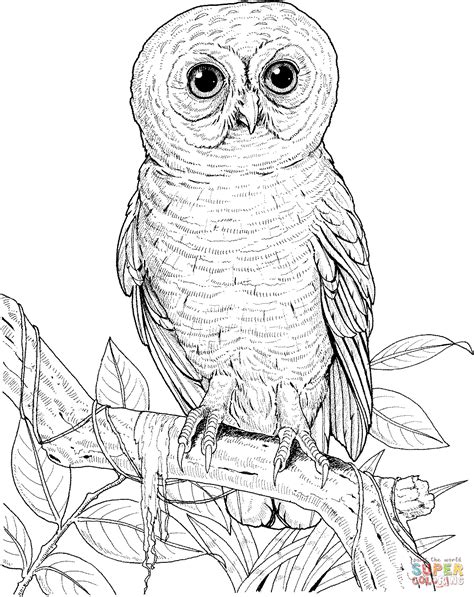 Realistic Barn Owl Drawing At Getdrawings Free Download