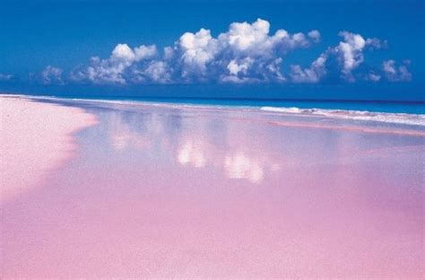 Pink Beaches The Luxury Spot Pink Sand Beach Harbour Island