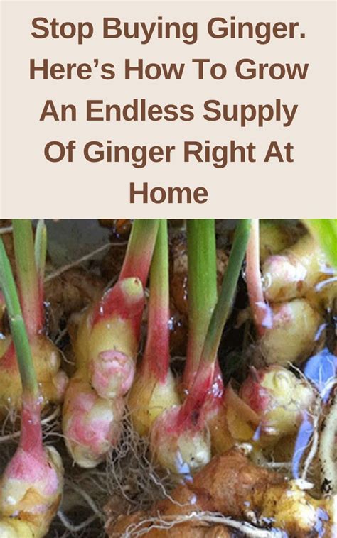 Stop Buying Ginger Heres How To Grow An Endless Supply Of Ginger Right At Home Gardening Sun