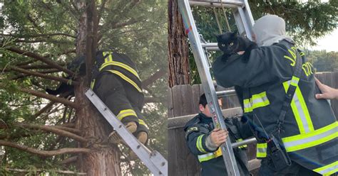 Jackson Firefighters Rescue Cat That Was Stuck In Tree For More Than A