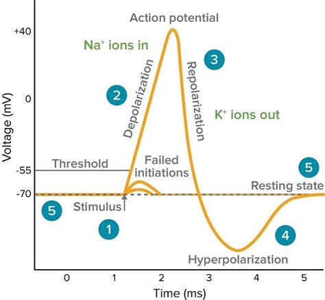 What Is Action Potential Membrane Potential Action Potential Chart